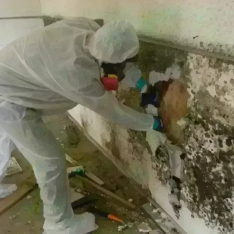 Mold Remediation and Removal in Tell City, IN